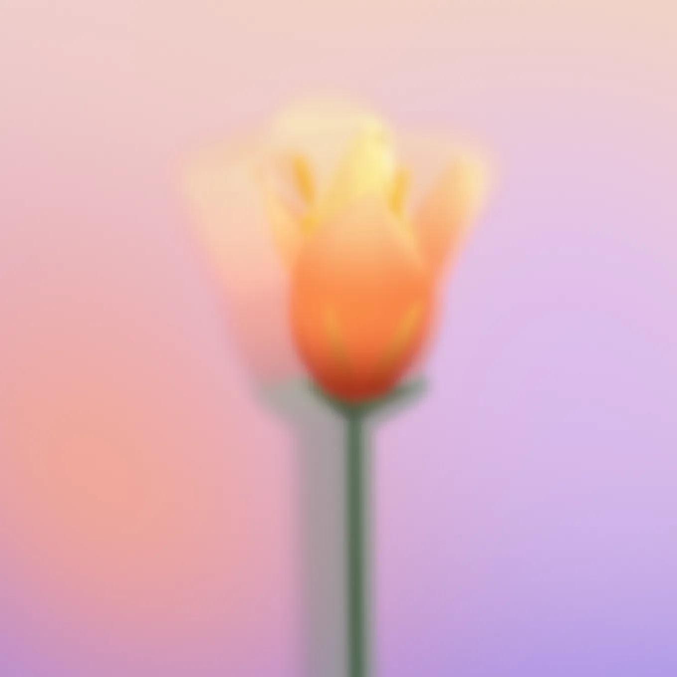 A lily closed into an orange bud on its stem, against a peach and lilac backdrop